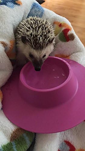 Tip-Proof Ergonomic Pet Bowl, 1/4-Cup Small Size for Guinea Pig and Other Small Pets, Lilac (Purple)