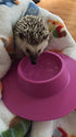 Tip-Proof Ergonomic Pet Bowl, 1/4-Cup Small Size for Guinea Pig and Other Small Pets, Lilac (Purple)