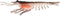 Nomad Design Live Ops Switcher Shrimp 5 Unrigged Soft Bait Lure, Large