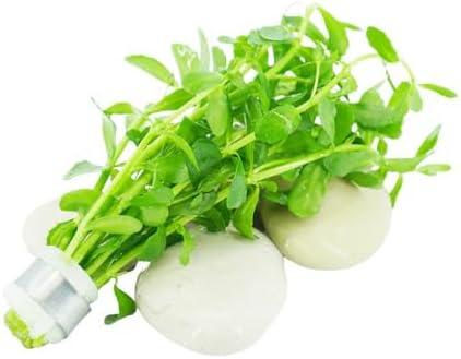 Generic 6 Pack, Live Aquarium Plants Bundle Freshwater Plants for Fish Tanks, Easy Beginner Low Light Aquatic Plant