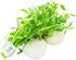 Generic 6 Pack, Live Aquarium Plants Bundle Freshwater Plants for Fish Tanks, Easy Beginner Low Light Aquatic Plant