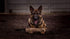 Dingo Gear Tug Toy for Dog Training, Jute Bumper with One Handle, Dog Bite Pillow for Aggressive Chewers