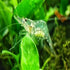 resajae5 6+ Live Ghost Shrimp; Freshwater