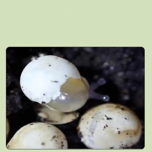 Generic 20- 50g Snail Egg Incubation Kit + Snail Feed