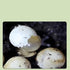 Generic 20- 50g Snail Egg Incubation Kit + Snail Feed
