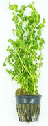 Generic Pack 6-Pot Package Live Aquarium Plants Variety Nurserys Choice Easy Beginner | Freshwater Tank Starter Kit
