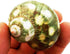 Florida Shells and Gifts Set 12 2"+ (7/8"-1 1/8" of Large Spotted Turbo Shells Seashell Size Opening) Hermit Crab Beach
