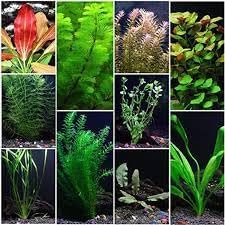 3-5 Assorted Mixed Live Aquarium Plants Bundle Easy-Care Stem Plants Ideal for Freshwater Tanks, Natural Aquascaping