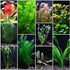 3-5 Assorted Mixed Live Aquarium Plants Bundle Easy-Care Stem Plants Ideal for Freshwater Tanks, Natural Aquascaping