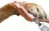 Diamond Rotary Nail Grinder Bits for Dog, Replacement Heads for Pet Nail Grinder, 2-Pack