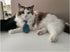 4 Pieces Pets Dog Cat Bowtie Pet Costume, Adjustable Formal Necktie Collar for Small Dogs and Cats, Puppy Grooming