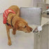 Dog Scent Work Starter Kit, Available in Anise, Birch, Clove, Vetiver Flavors, Nose Work Training Kit