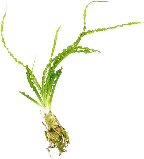 Crinum Calamistratum Live Aquarium Plant for Betta Fish - Easy to Grow