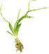 Crinum Calamistratum Live Aquarium Plant for Betta Fish - Easy to Grow