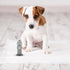 3 Pack 5.11X2.36X1.57In Dog Urine Post Indoor Pee Station Pet Training Toilet Accessories Urine Guide Column Easy
