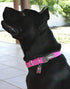 Petmate Dogzilla Collar, 5/8" x 10-16" Adjustable Pink Collar for Medium Dogs