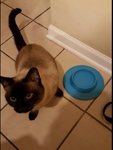Pet Food and Water Bowl for Cats, Toy Breed Dogs, Bearded Dragons, Turtles, Small Pets (3/4 Cup, Sky Blue)