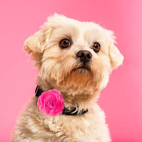 WILLBOND 8 Pieces Dog Flowers Collar Pet Charms, 8 cm Cat Pet Bow Tie for Puppy Dog Collar Accessories