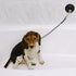 Stay-N-Wash Dog Grooming Tub Restraint and Pet Bathing Tether