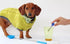 PawCheck UTI Test Kit for Dogs with Telescopic Urine Collector