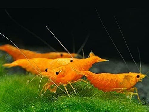 27+ RedBlue-Orange Live Freshwater Shrimp High Grade Live Shrimps - Freshwater Shrimp Aquarium Inverts, Hardy Nano Tank