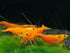 27+ RedBlue-Orange Live Freshwater Shrimp High Grade Live Shrimps - Freshwater Shrimp Aquarium Inverts, Hardy Nano Tank