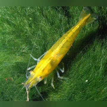 Generic 10 (+2 DOA) Yellow Golden Back Shrimp Freshwater Aquarium Shrimp, 1/4 to