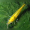 Generic 10 (+2 DOA) Yellow Golden Back Shrimp Freshwater Aquarium Shrimp, 1/4 to