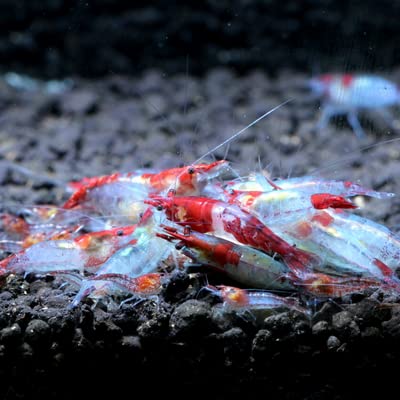 8 pack Red Rili Shrimp - - live beautiful freshwater Aquarium Shrimp