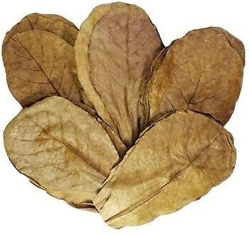 4 Count, 5 AquaLife Almond Leaves for Freshwater Fish - Approximately Grams