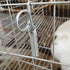 Pssopp Cage Door Spring, 20PCS Multifunctional Spring for Locking Rabbits, Chicken, Bird Cages, Large Spring Door Hook