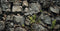 48X24IN Stone Aquarium Background, Natural Rocky Glass Terrarium Background, Includes 8 EVA Double-Sided Tape