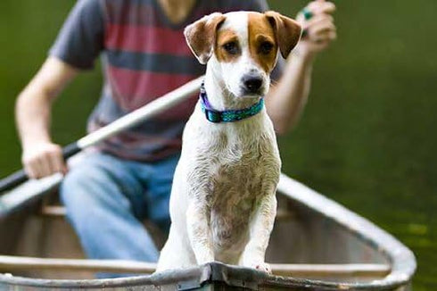 Lupine Small Dog Collar 3/4" Wide, Rain Song, Adjusts from 9" to 14".