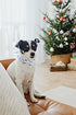 Unique Style Paws Christmas Dog Collar, Adjustable Bow Tie Pet Collar Gift for X-Large Boys or Girls Dogs