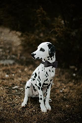 Unique Style Paws Black Silk Dog Collar with Bow, Soft Adjustable Pet Collar Gift for Medium Dogs