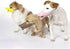 NACOCO Anti-Bite Duck Mouth Shape Dog Covers, Bite-Proof Muzzle Masks Set (Yellow, S)