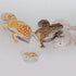 SLSON 100 ct Small Gecko Food and Water Cups, 0.5 oz Plastic Feeder Bowls for Crested Gecko Lizard & Small Pets