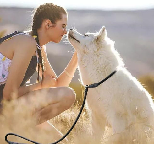 Adjustable Traction Collar Behavior Aids, Black Dog Leash Pet Nylon Rope Training Slip Lead Strap