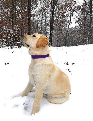 Regal Dog Products Small Purple Dog Collar with Heavy Duty Double Buckle & D Ring, Adjustable Biothane Chew Resistant