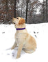 Regal Dog Products Small Purple Dog Collar with Heavy Duty Double Buckle & D Ring, Adjustable Biothane Chew Resistant