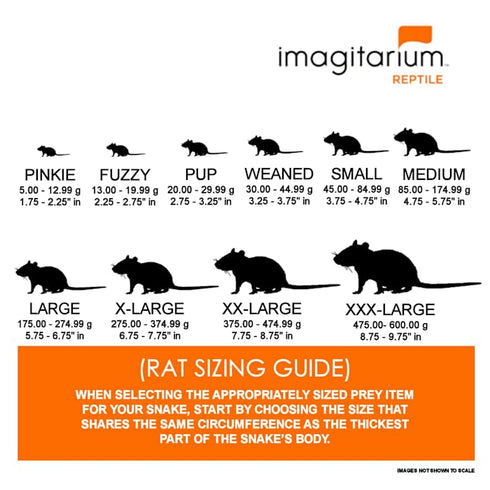 Frozen Count 10 Pup Rat