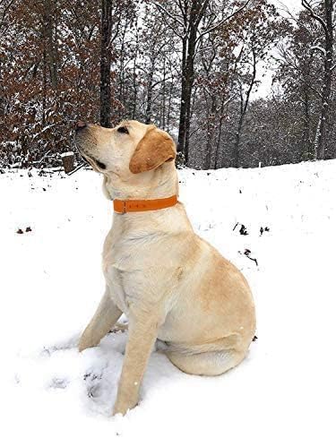 Regal Dog Products Small Orange Dog Collar - Heavy Duty Double Buckle & D Ring, Adjustable Biothane Chew Resistant