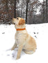 Regal Dog Products Small Orange Dog Collar - Heavy Duty Double Buckle & D Ring, Adjustable Biothane Chew Resistant