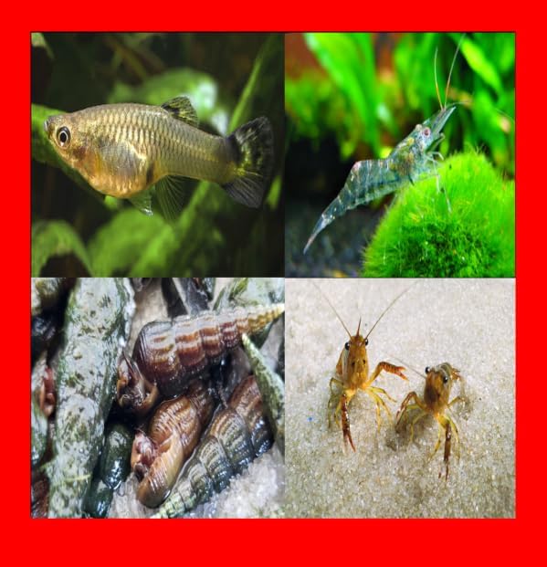 Natures Joy Fish Farm | Mosquito Fish Ghost Shrimp Trumpet Snails Crayfish Aquarium Pond Feeders Food