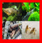 Natures Joy Fish Farm | Mosquito Fish Ghost Shrimp Trumpet Snails Crayfish Aquarium Pond Feeders Food