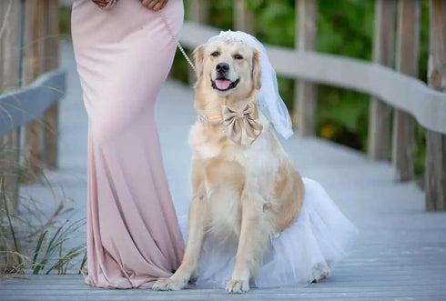 Unique Style Paws Silk Champagne Color Dog Collar, Adjustable Durable Collar with Bow Tie for Medium Dogs