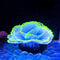 Glowing Silicone Aquarium Ornaments - Artificial Simulation Strip Coral Plant Decorations (Blue)