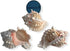 4" 4 1/2" #JC-042 (6 NessaStores - Pink Murex Phyllonotus erythrostomu Hermit Crab Sea Shell - pcs)