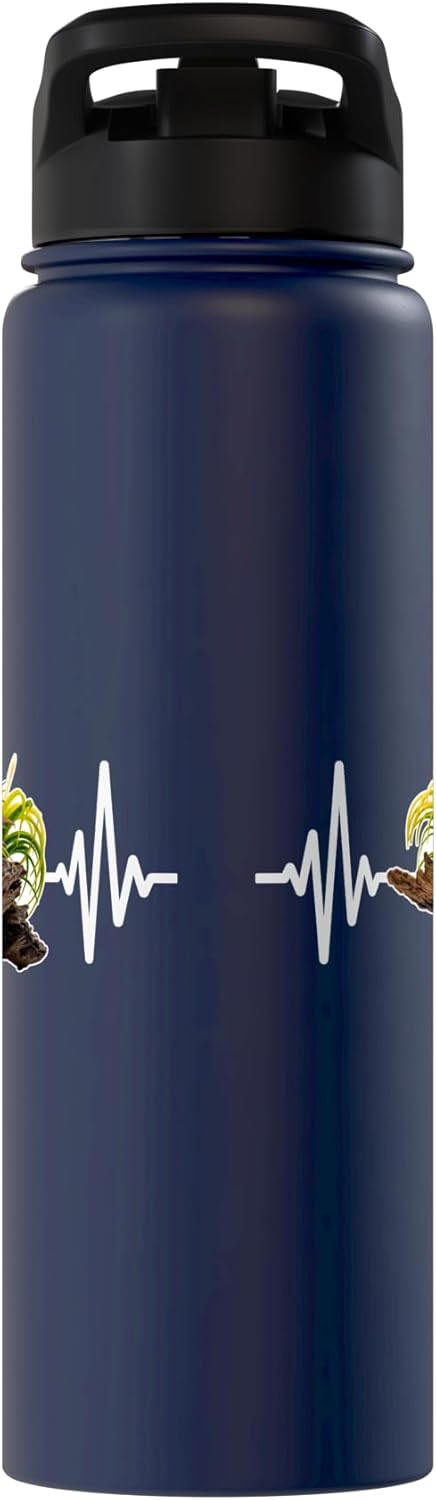 Tillandsia Tillandsie Tilanzienpflanze Bromelien Tillandsia Air Plants Terrarium Plants Tillandsia Stainless Steel