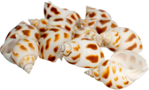 12 3/4"- 2" Hermit Crab Shells | Turbo Shells | Babylonia Aerolata Turbo Shells | Hermit Crab House for Dcor | Plus
